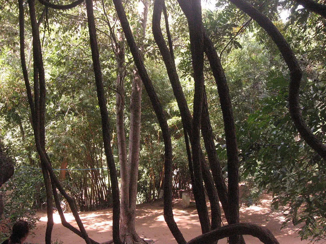 Peering through the vines, Amboni Caves
