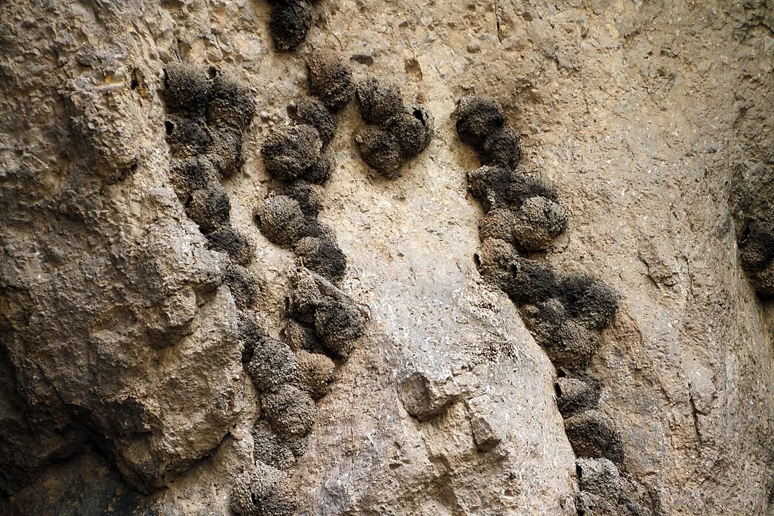 Areni-1-Vogelhoehle-16-Nester-2019-gje