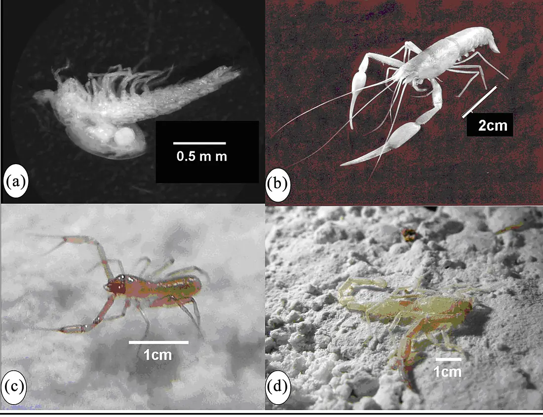 Ayyalon cave critters
