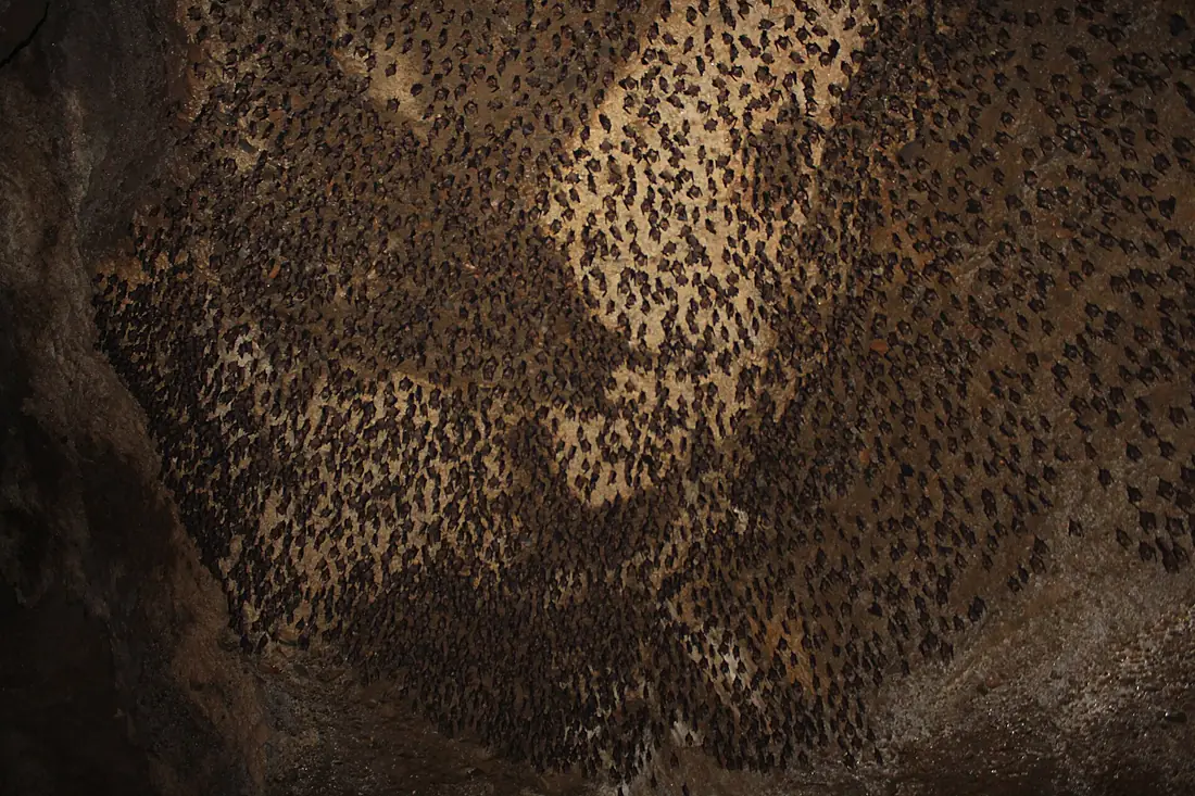 Bars over cave