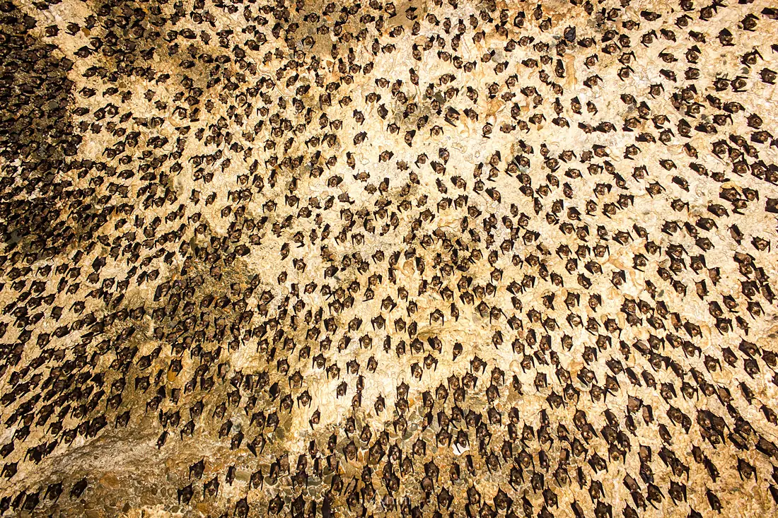 Bats in cave