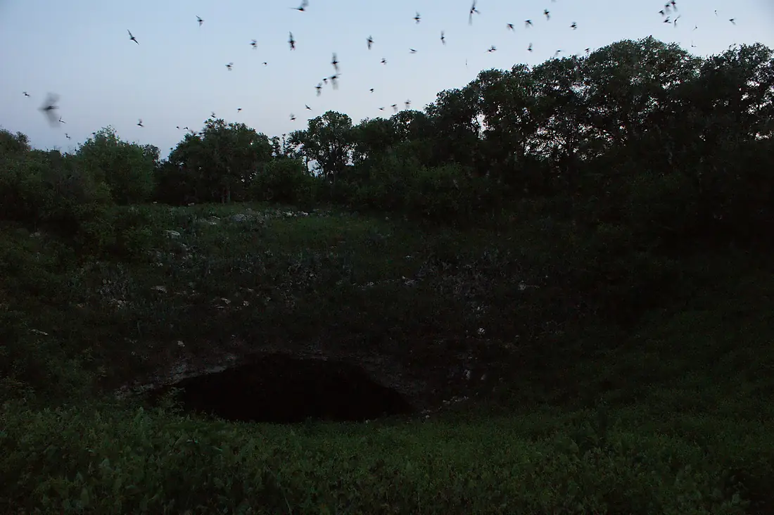 Bracken Cave Bats dark