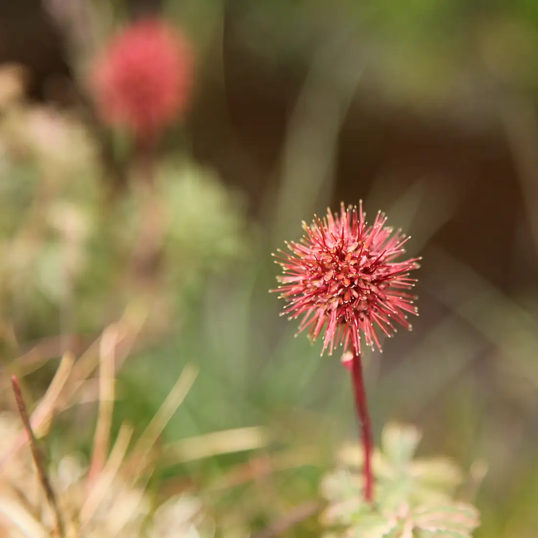 Greater Burnet (Acaena magellanica) (5663643828)