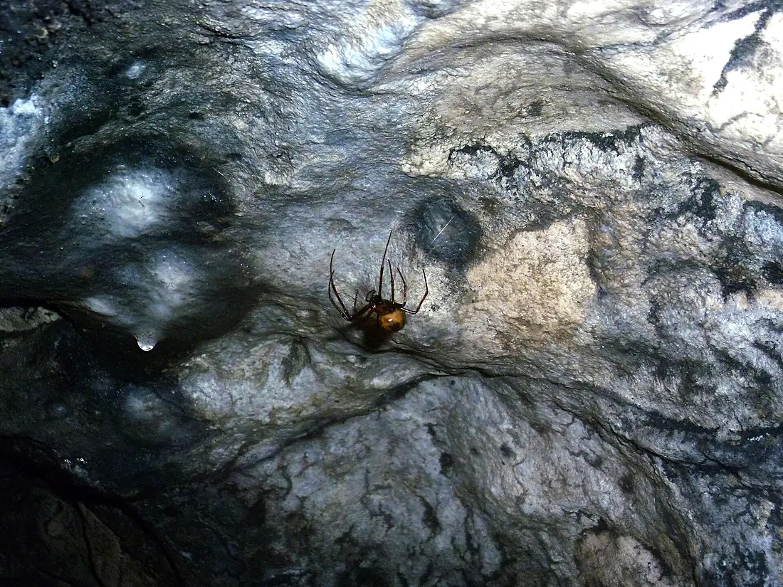 Ciemna Cave - Meta menardi