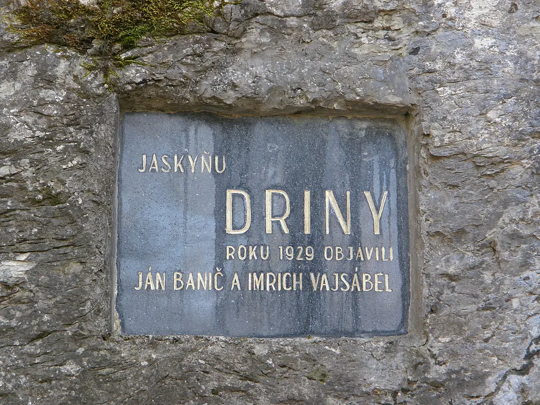 Driny 02