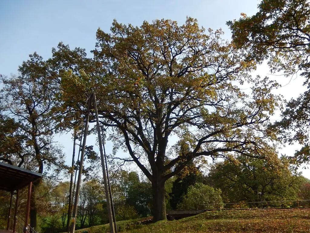 Oak Gądecz