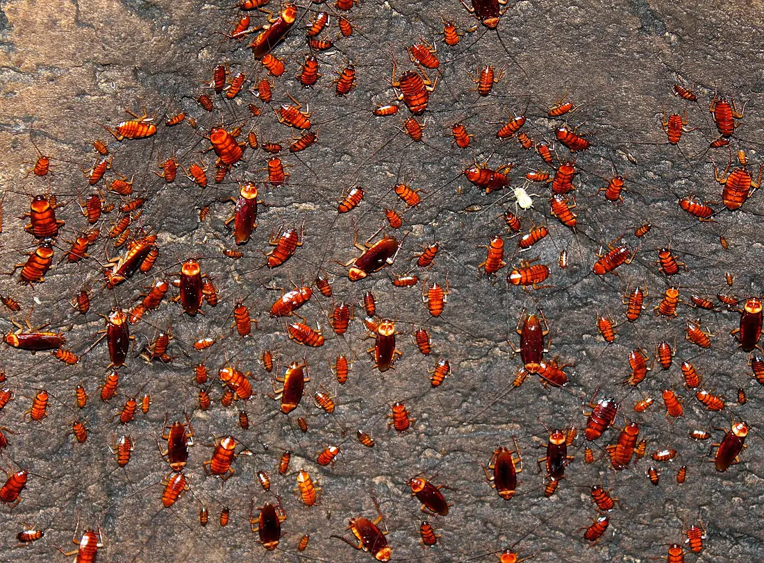 Cockroaches at Gomantong Caves - Sabah, Malaysia (Borneo) - 13 Sept. 2014