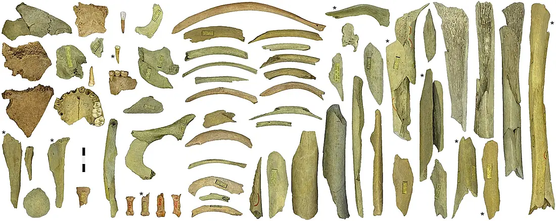 Neandertal remains from the Troisième caverne of Goyet (Belgium)