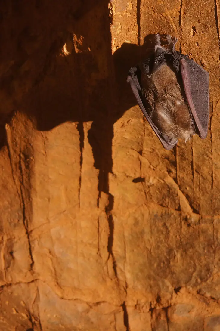 Pipistrello in letargo in Grotta Regina
