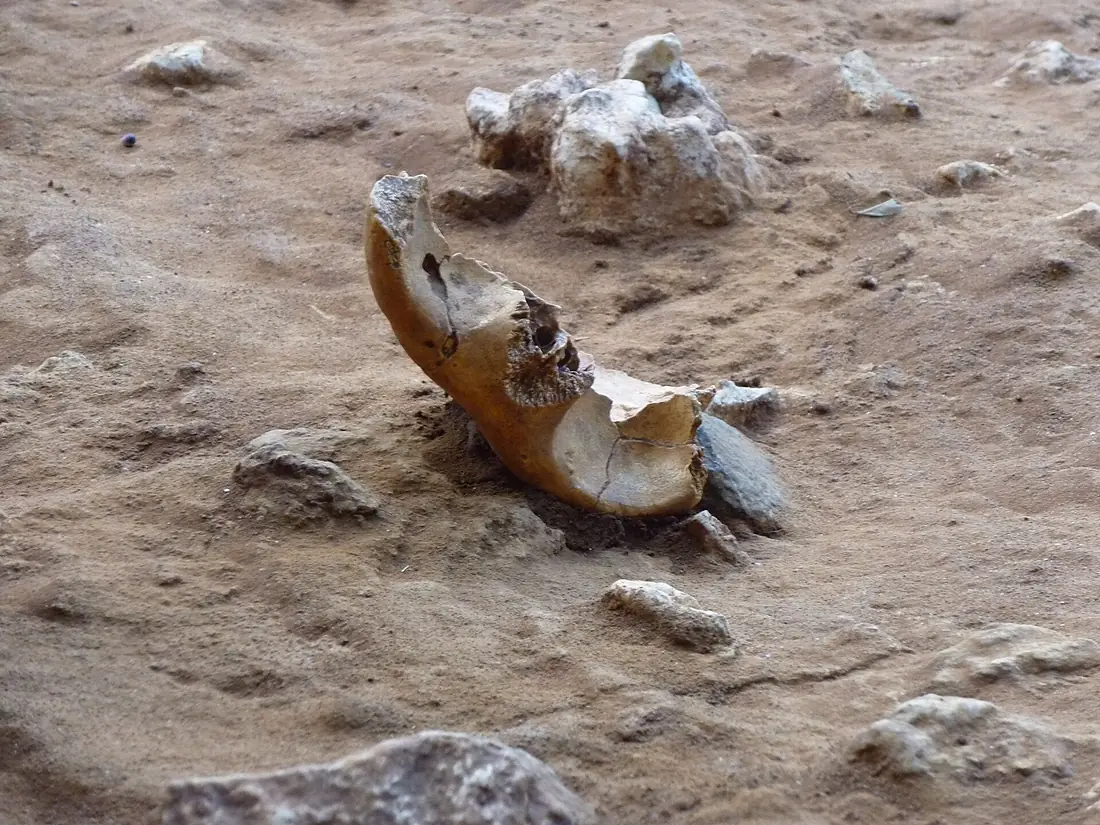 Détail du moulage du sol UA28 dans la grotte du Lazaret 03
