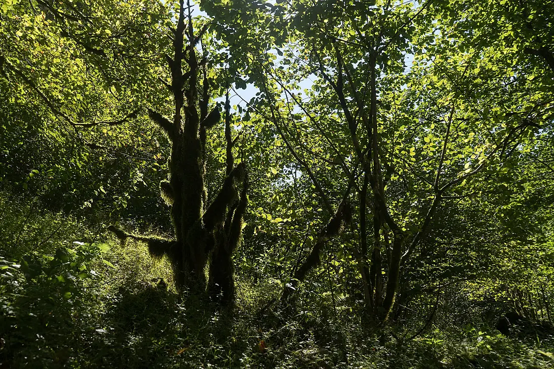 Forest seen from the trail to Oniore Waterfall 2023-08-27-1