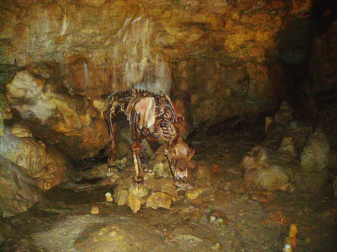 Bärenhöhle Skelett