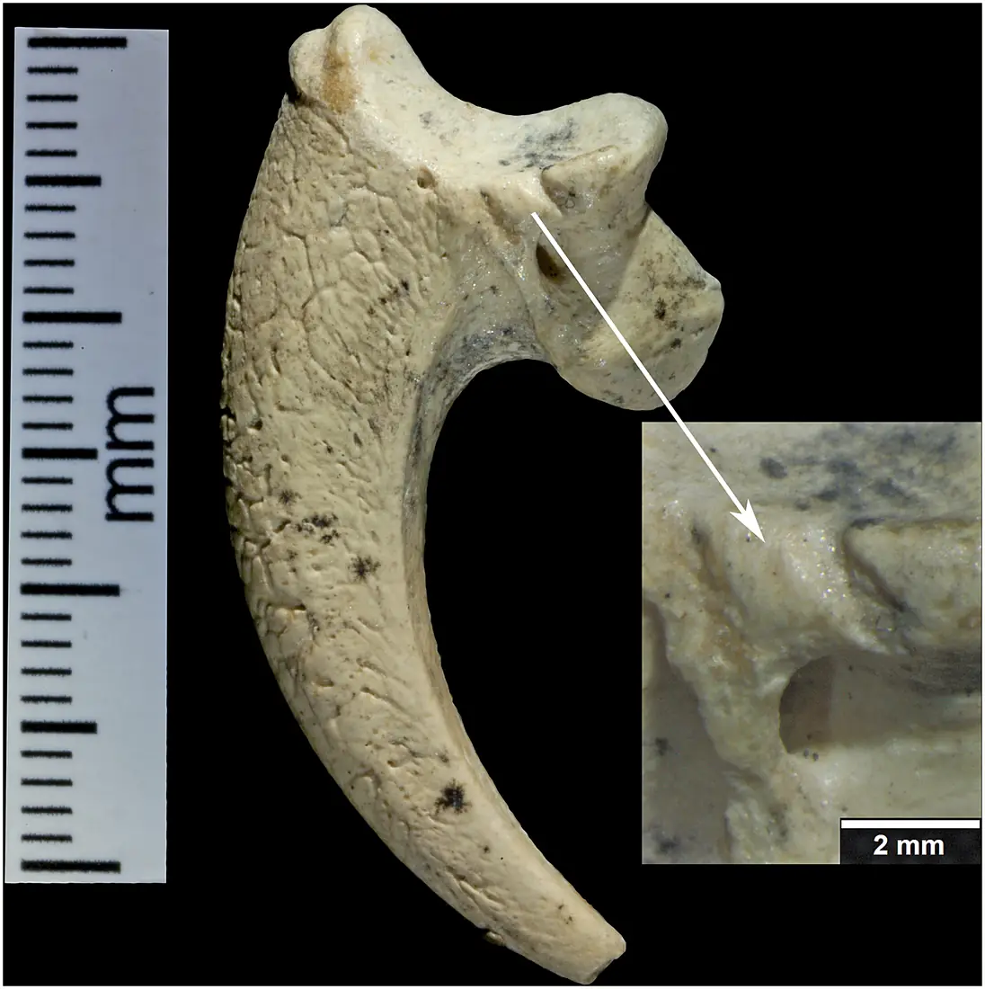 Possible Neandertal Jewelry White-Tailed Eagle Claws with striations at the Neanderthal site of Krapina, Croatia, 130,000 BP