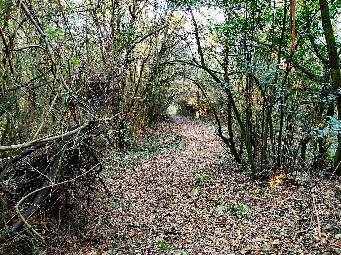 Camino en el monte Vizmaya