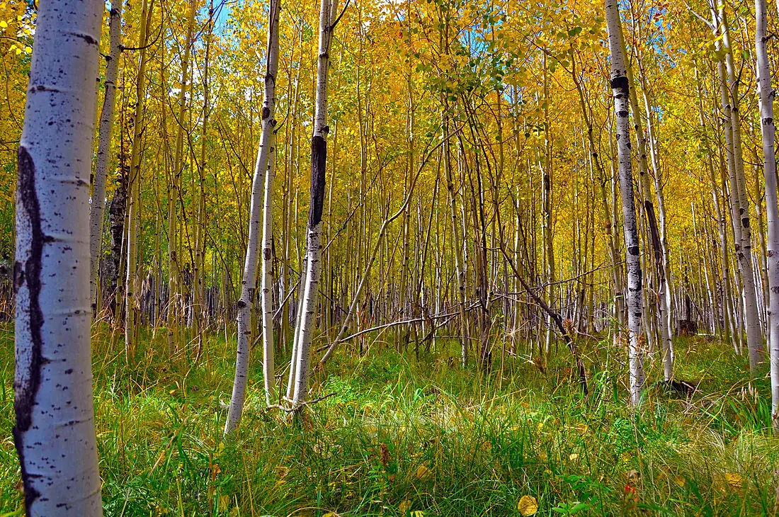 Aspen along FR 794 (5057082861)