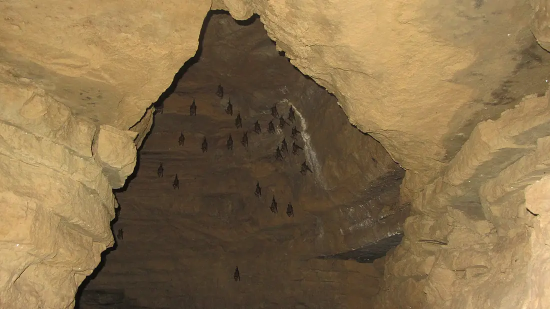 Bats in Mahendra Cave