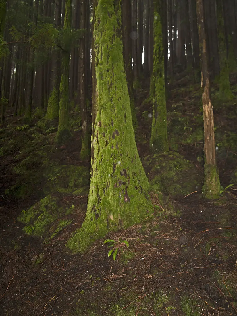Cryptomeria forest Gruta do Natal 1