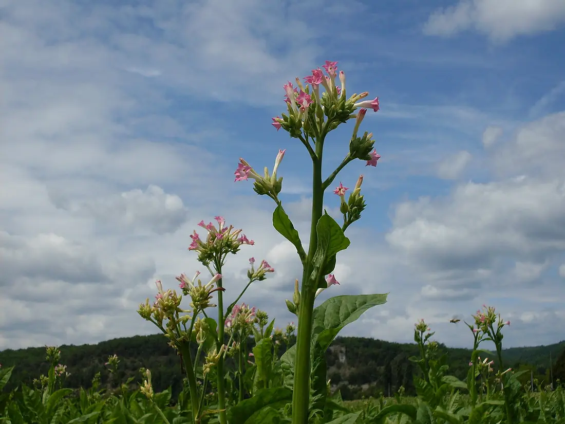 Tabac-Dordogne 01