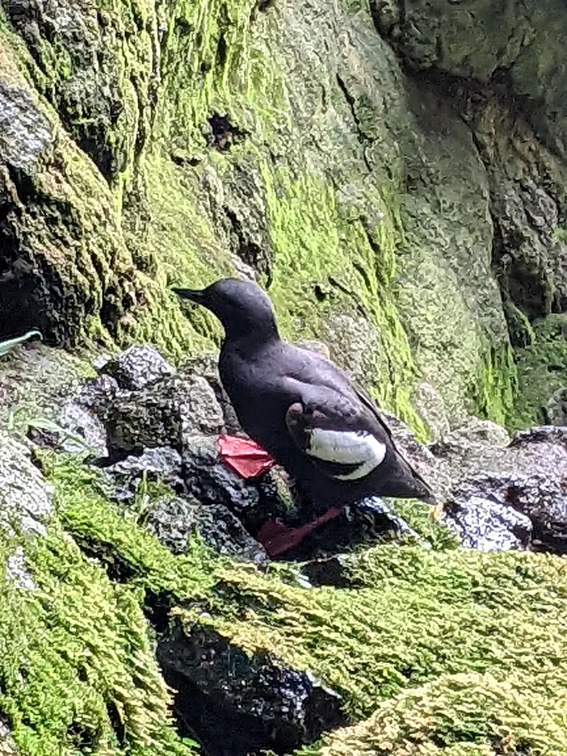 A Pigeon Guillemot at Sea Lion Caves, Oregon