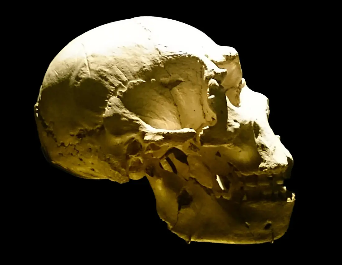 Skull5 complete right Sima de los Huesos
